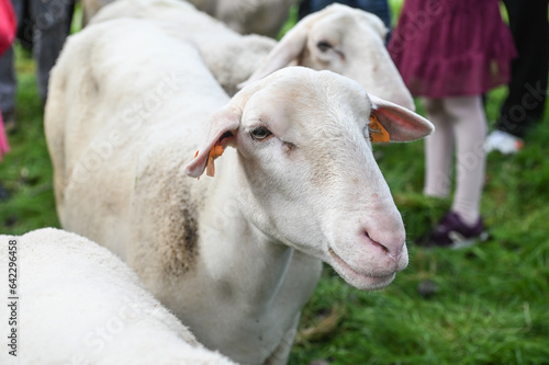 animaux brebis mouton enfant visite ferme berger