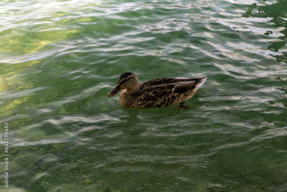 Ducks swim at Starnberg lake near Munich, Germany. Ducks swim at Starnberg lake near Munich, Germany.