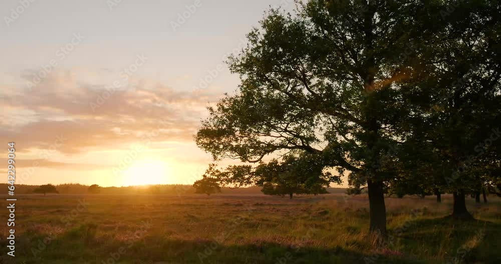 sunset in the forest