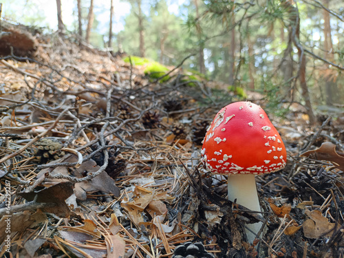 red poisonous mushroom grows from foliage in autumn forest