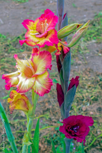 Flowers on a garden bed on an autumn day