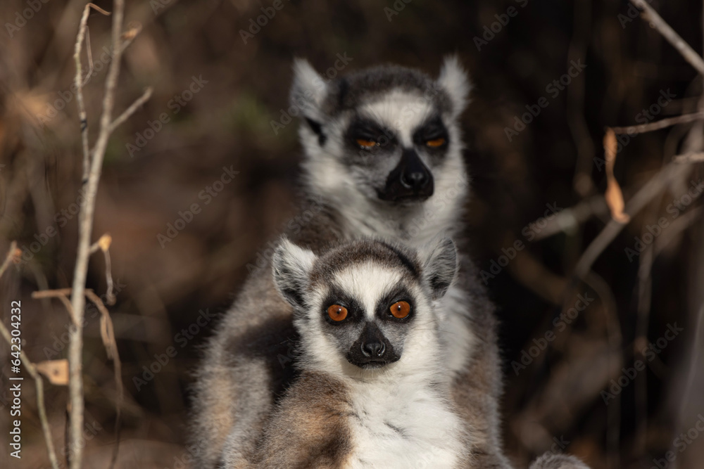 ring lemur sitting on the ground ring lemur sitting on the ground