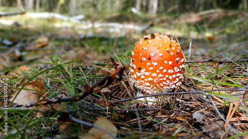 red poisonous mushroom grows from foliage in autumn forest