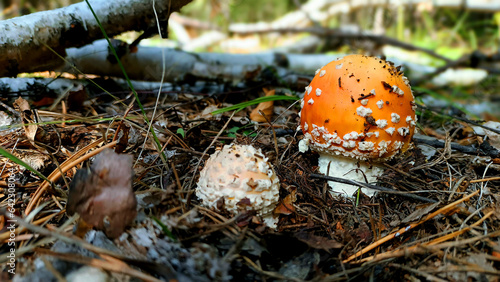 red poisonous mushroom grows from foliage in autumn forest