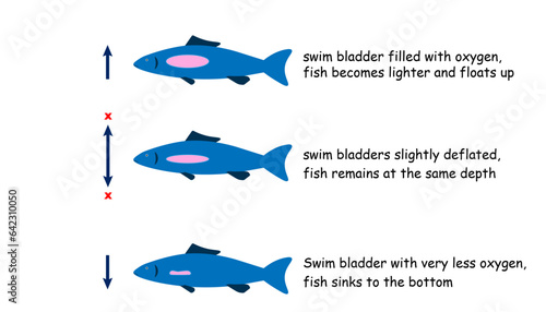 Canvastavla diagram of How the swim blabber works in fish