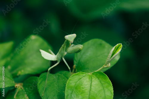 praying mantis on green leaves