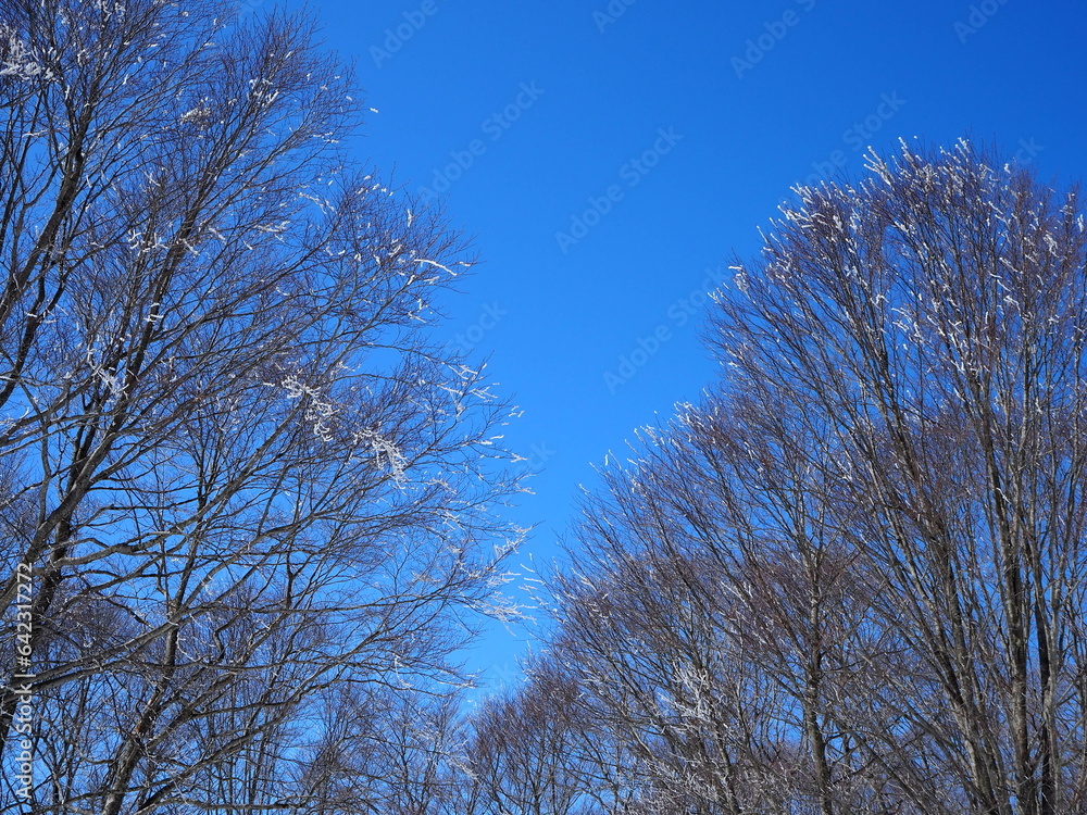 樹氷　木の枝　林