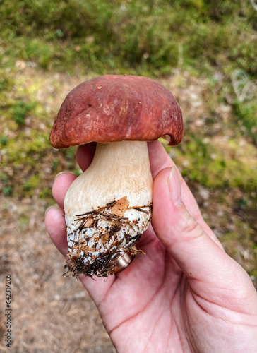Close-up of hand holding a white mushroom in the forest
