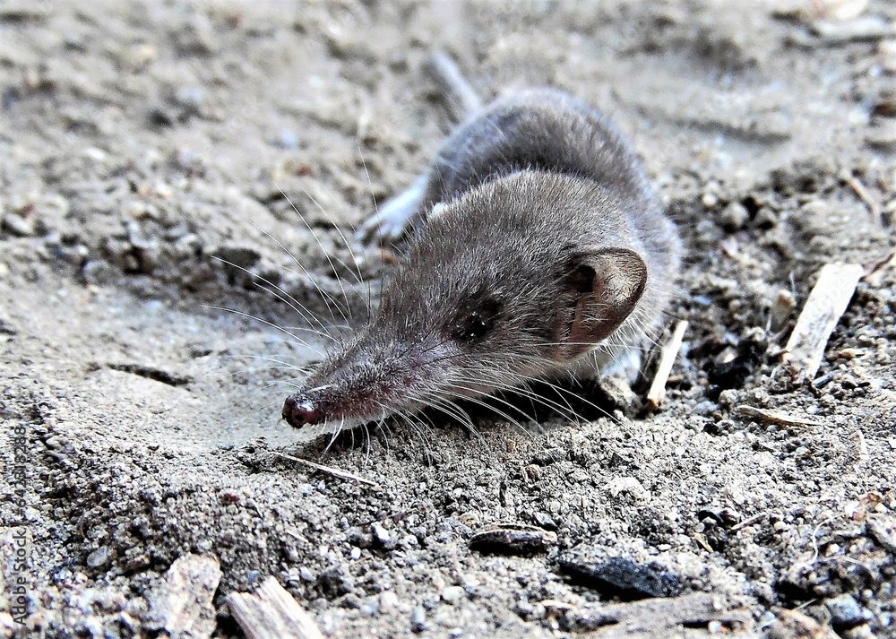 Shrew (Crocidura suaveolens), the smallest mammal
