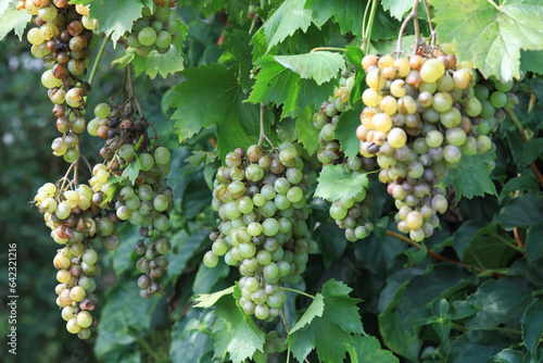 Wallpaper Mural Detail of Powdery mildew or oidium of grapes, Plasmopara viticola, Mildew a plant disease on white grapes causing a lot of damage and brown leathery grapes, hanging on the vine in the vinyard.	 Torontodigital.ca
