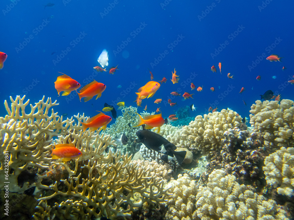 Naklejka premium Fabulously beautiful inhabitants of the coral reef in the Red Sea