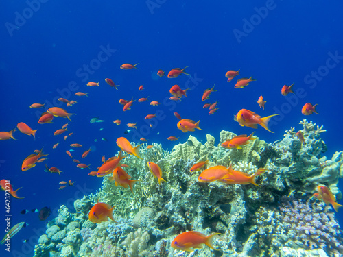 Fabulously beautiful inhabitants of the coral reef in the Red Sea