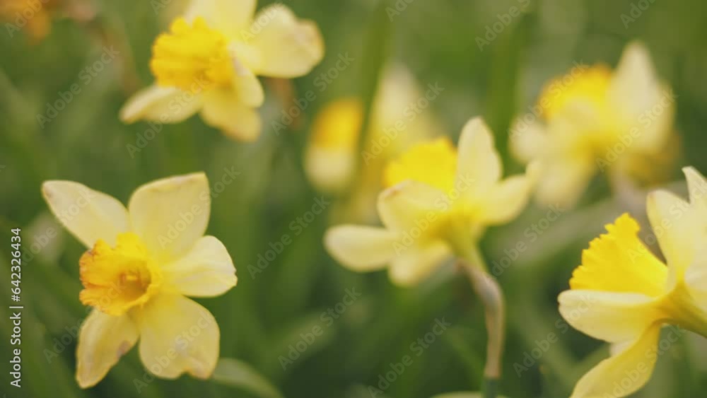 close-up of yellow daffodils with shallow depth of field close-up of yellow daffodils with shallow depth of field