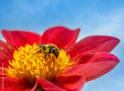 Great banded furrow-bee on a dahlia blossom