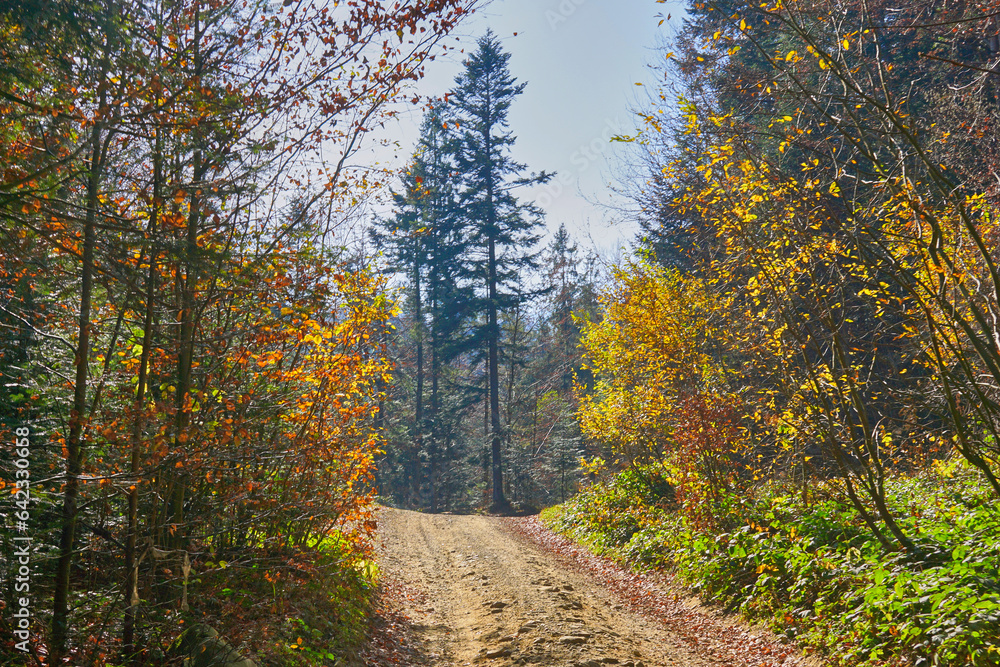 Bright autumn rural forest road in the mountains on a warm day. Bright autumn rural forest road in the mountains on a warm day.