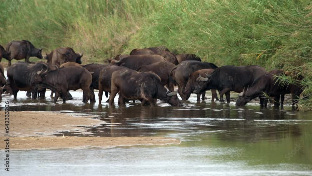In the African wilderness, a large herd of buffalo have congregated to drink from a river adjacent to a bank covered in long reed grass. In the African wilderness, a large herd of buffalo have congregated to drink from a river adjacent to a bank covered in long reed grass.