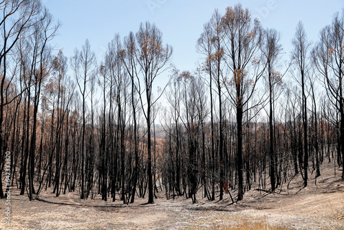 Adelaide Hills bushfire landscape