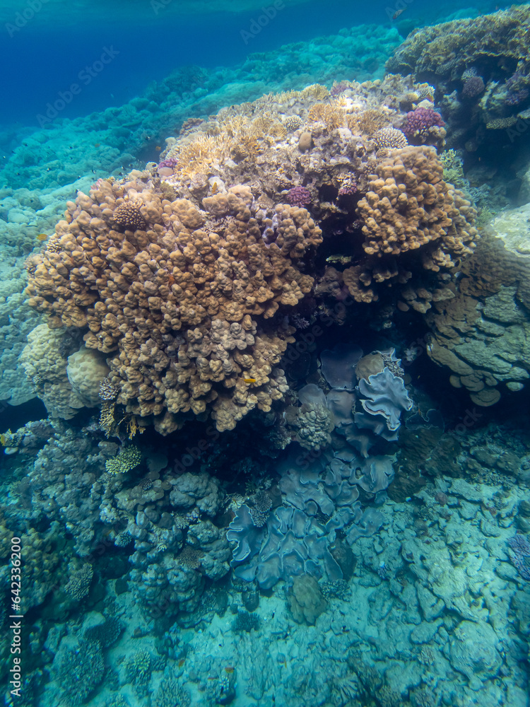 Fabulously beautiful inhabitants of the coral reef in the Red Sea