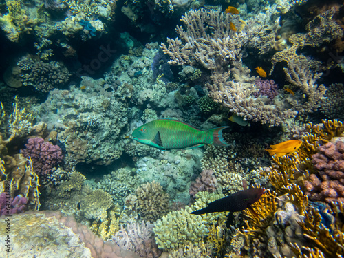 Fototapeta Naklejka Na Ścianę i Meble -  Fabulously beautiful inhabitants of the coral reef in the Red Sea