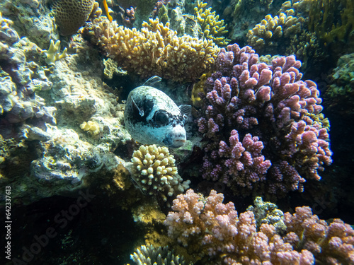 Fabulously beautiful inhabitants of the coral reef in the Red Sea