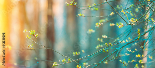 Young Spring Unblown Buds Growing In Branch Of Tree. Spring Concept Of Revival. Vital Spring Theme. Soft Summer Light Shining On Buds Bloom On Branches In Spring, Panoramic View. © Grigory Bruev