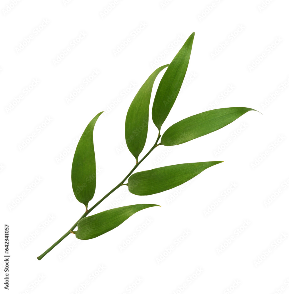 Fototapeta premium Twig of italian ruscus (DANAE RACEMOSA) with green leaves isolated on white or transparent background