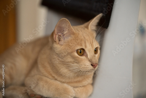 Close up eye beautiful brown color cat on white wall background.Cat looking away while sitting against white backgroundAnimal pet in home. photo