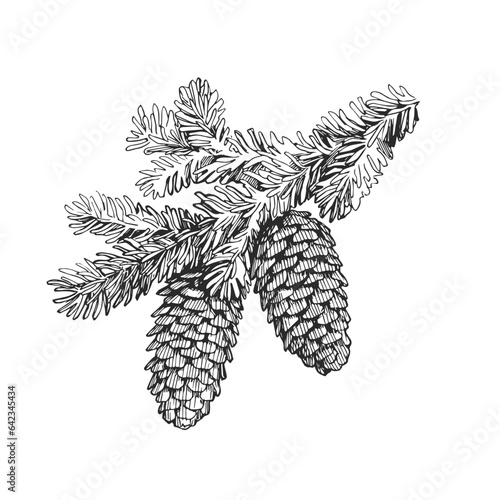 Vector hand-drawn illustration of fir branch with cones isolated on white. Sketch of botanical element in engraving style.