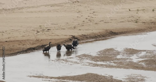 Four vultures cooling down in a shallow African river.