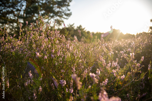 Heather grassfields blossom in golden hour sundown sunrise poppy fields summer autumn closing season