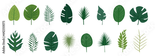 Collection of tropical leaves. Flat isolated elements on a white background. Vector illustration