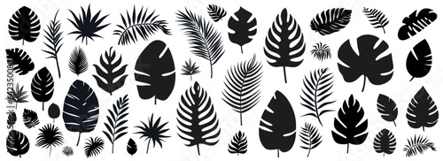 Set of silhouettes of palm leaves isolated on white background. black foliage. Vector illustration