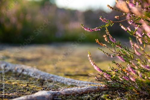 Heather grassfields blossom in golden hour sundown sunrise poppy fields summer autumn closing season