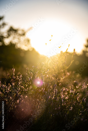 Heather grassfields blossom in golden hour sundown sunrise poppy fields summer autumn closing season