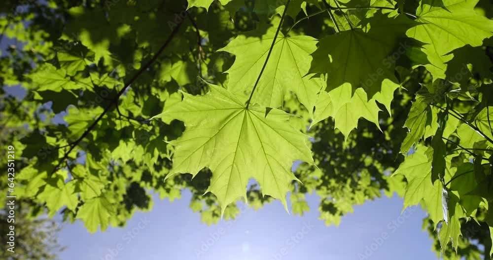 green young foliage of spring maples , maple trees during spring flowering and green foliage growth green young foliage of spring maples , maple trees during spring flowering and green foliage growth
