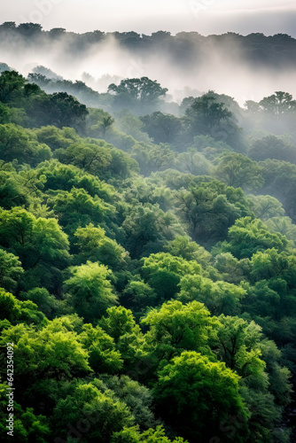 Forest central Texas on a foggy. Generative AI