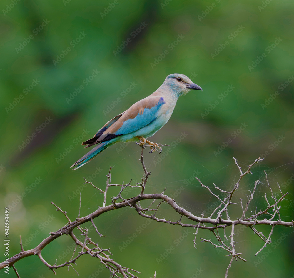 An Indian roller perched in Jhalana National Park, India. The bird was formerly locally called the Blue Jay. It is a member of the roller family of birds. An Indian roller perched in Jhalana National Park, India. The bird was formerly locally called the Blue Jay. It is a member of the roller family of birds.