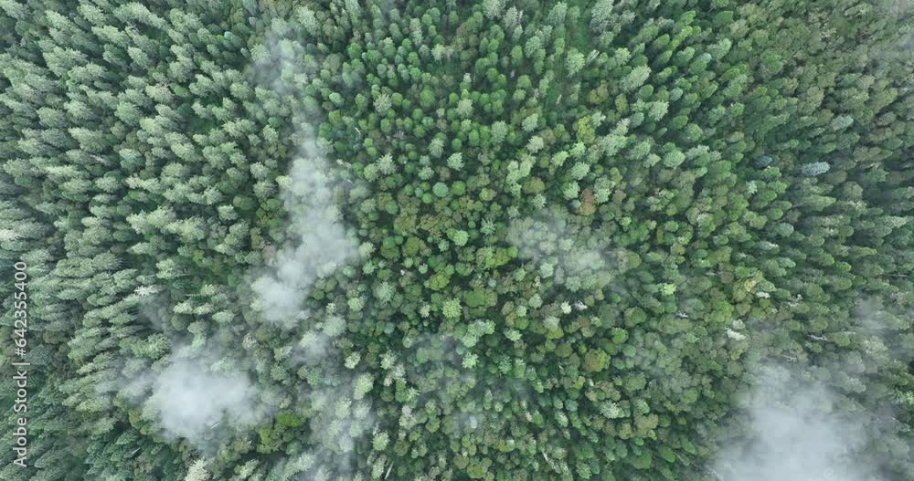 Beautiful forest landscape in Sichuan, China