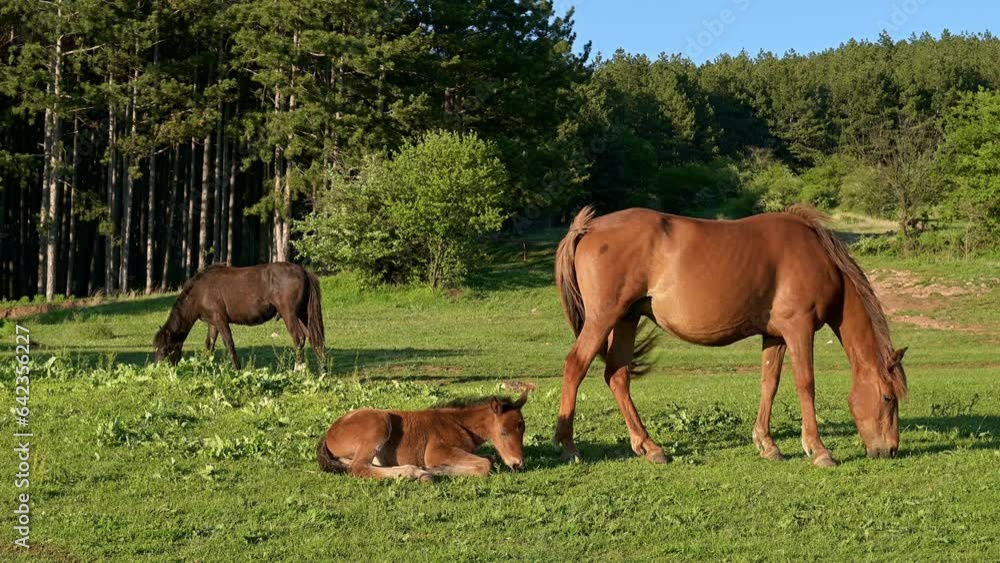Beautiful horses. A horse family graze in a forest meadow. Beautiful horses. A horse family graze in a forest meadow.