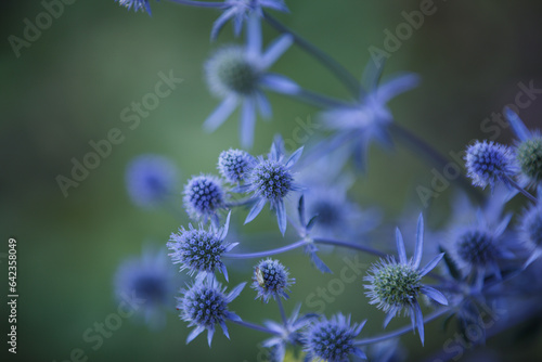 Eryngium. Eryngo flowers close up. Mediterranean sea holly. Healing herbs. Sea Holly Blue health care flowers  soft focus. Thistle flower with thorny leaves in blue color