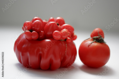Schilderij op canvas Mutant deformation of tomatoes, outgrowth on a fetus