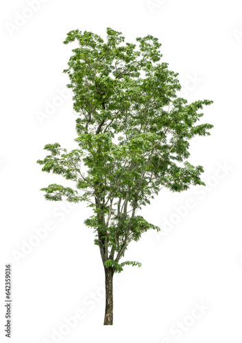 Tree nature image on isolated white background.