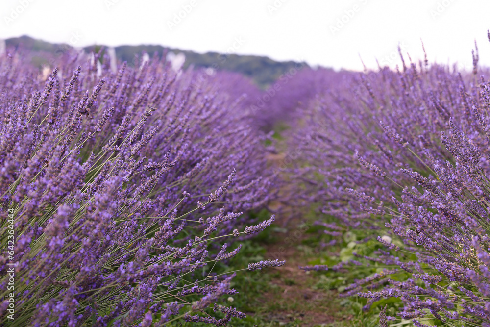 Fototapeta premium View of beautiful blooming lavender growing in field