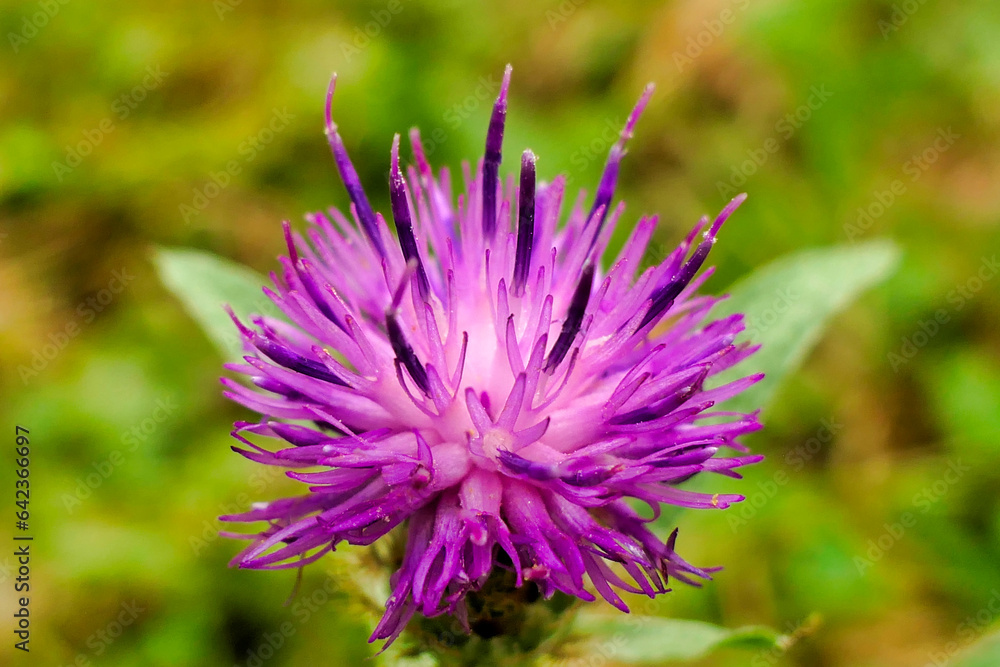 Close up of a Creeping Thistle flower head, also known as a Field Thistle (Cirsium arvense)
Close up of a Creeping Thistle flower head, also known as a Field Thistle (Cirsium arvense)