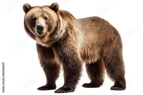 Brown Bears isolated on a transparent background. Generative Ai © rzrstudio