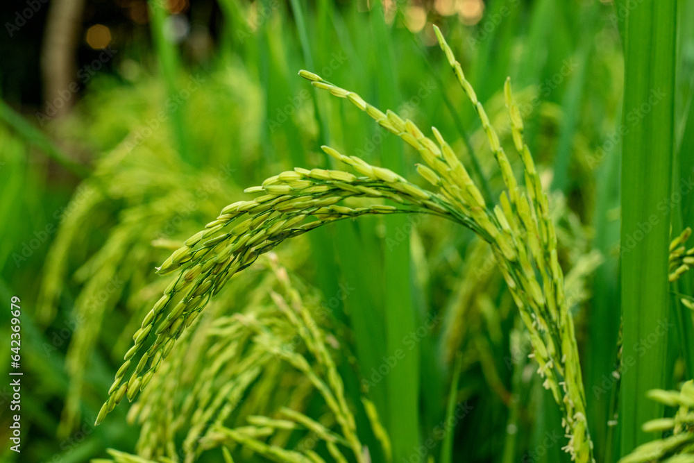 Paddy fields are a traditional agricultural method of growing rice in Asia Paddy fields are a traditional agricultural method of growing rice in Asia