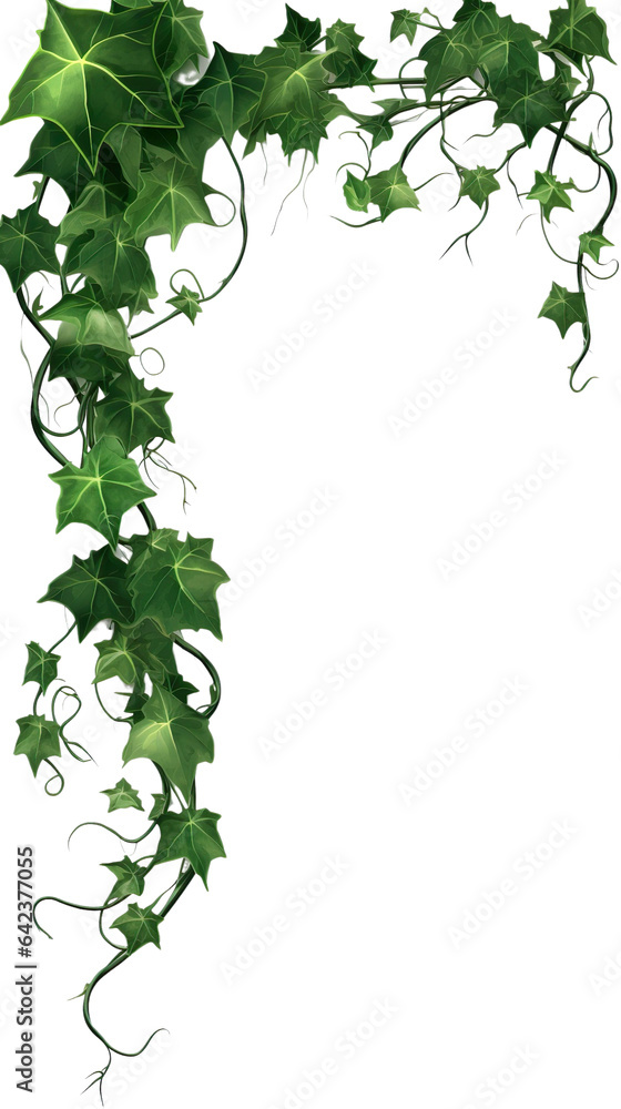 Ivy, ivy branches and ivy tendrilon on transparent background , isolated, png Ivy, ivy branches and ivy tendrilon on transparent background , isolated, png