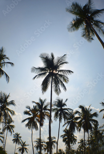 a palm trees on a paradise beach in the caribbean sea