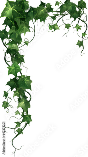 Ivy  ivy branches and ivy tendrilon on transparent background   isolated  png