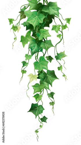 Ivy, ivy branches and ivy tendrilon on transparent background , isolated, png